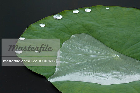 Lotus leaf