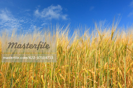 Barley field and sky, Hokkaido