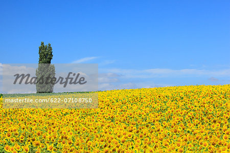 Sunflower field and sky, Hokkaido