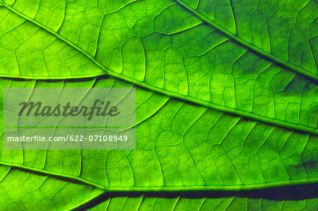 Green leaf Stock Photo