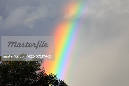 Rainbow over tree, Hokkaido