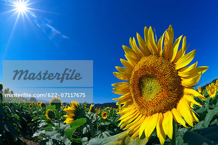 Sunflower field and sky