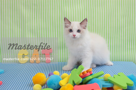 Ragdoll pet