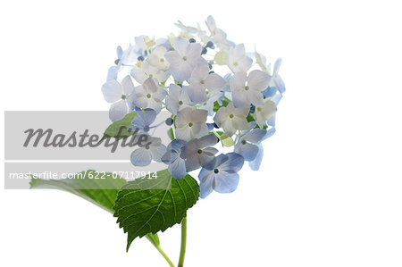 Hydrangea