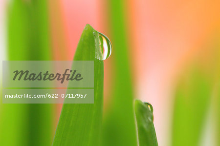 Water droplets on leaf Water droplets on leaf