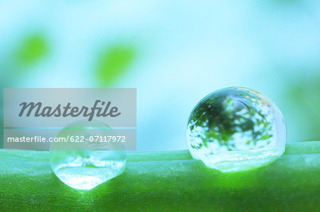 Water droplets on pea Water droplets on pea