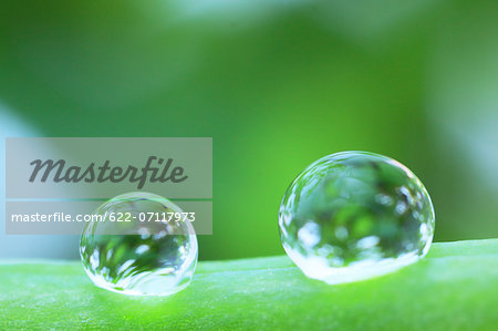 Water droplets on pea Water droplets on pea