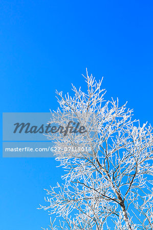 Rimed tree and sky, Nagano Prefecture