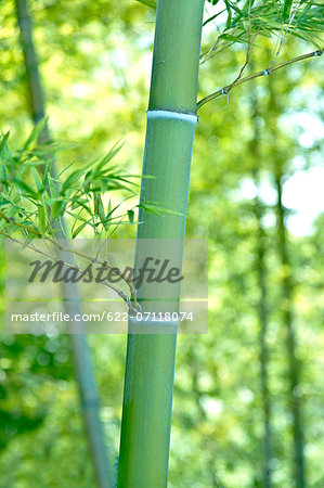 Bamboo