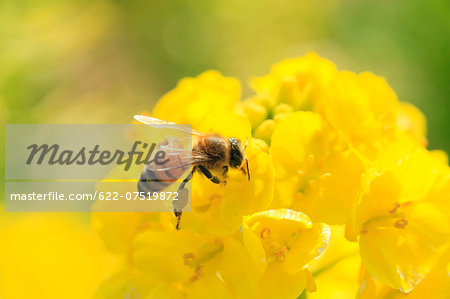 Bee on field mustard