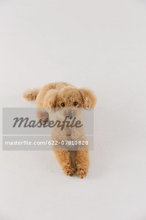 Toy poodle