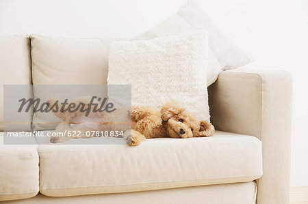 Toy poodle on sofa