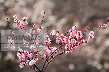 Plum blossoms