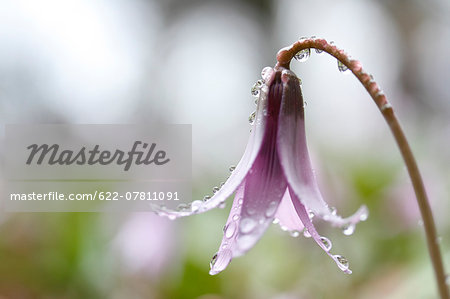 Japanese dog tooth violet