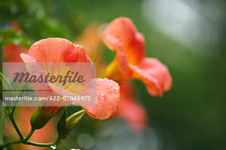 Chinese Trumpet Creeper