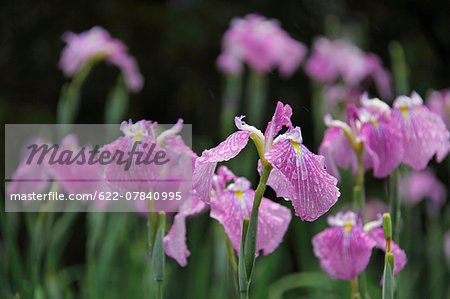 Japanese Iris