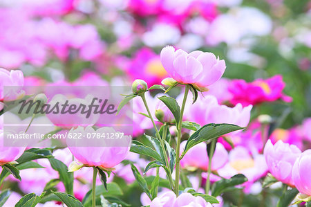 Peony field