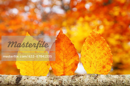 Autumn leaves