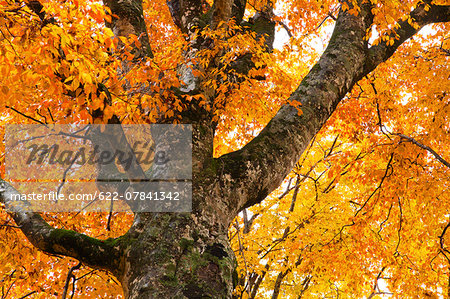 Autumn colors, Aomori Prefecture, Japan