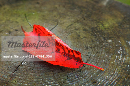 Autumn leaf