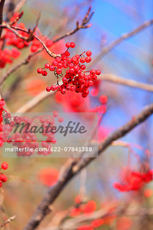 Red berries
