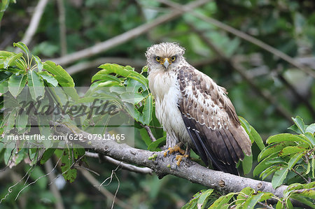 Crested Serpent Eagle