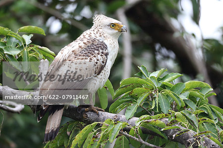 Crested Serpent Eagle