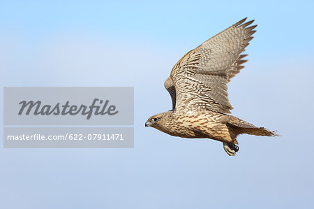 Falcon