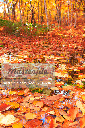 Autumn leaves, Nagano Prefecture, Japan