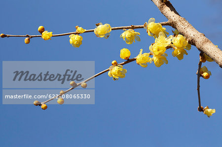 Wintersweet