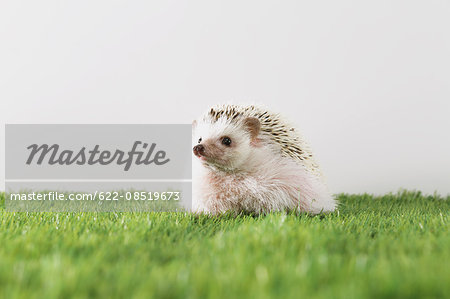 Hedgehog on grass