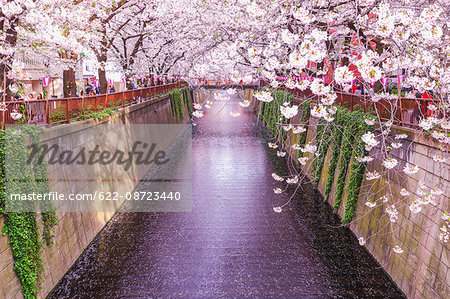 Cherry blossoms at Meguro river, Tokyo, Japan