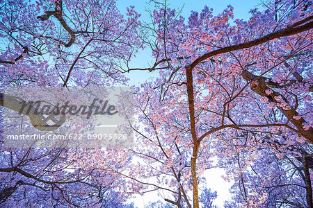 Cherry blossoms in full bloom Cherry blossoms in full bloom