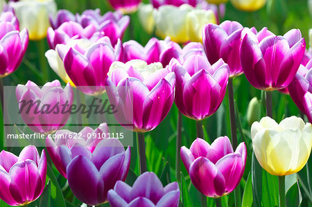 Tulip field, Japan Tulip field, Japan