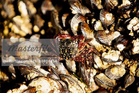 Close-up of barnacles on a reef, La Jolla, San Diego, California, USA