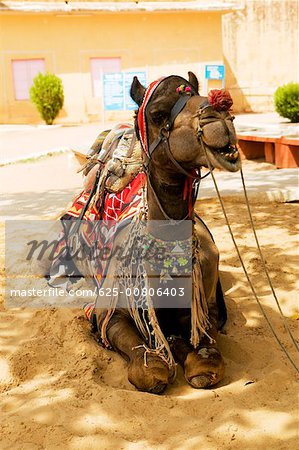 Close-up of a camel sitting, Jaigarh Fort, Jaipur, Rajasthan, India