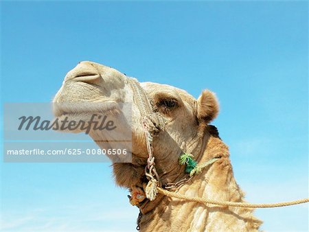 Low angle view of a camel