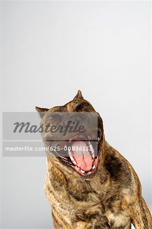 Close-up of a Boxer with its mouth open