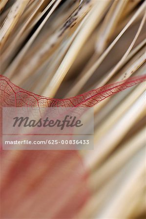 Close-up of a dried leaf on sticks