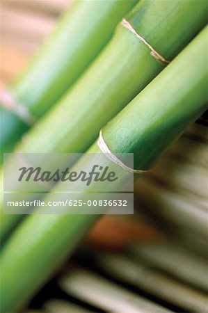 Close-up of bamboo shoot