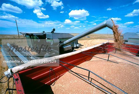 Close-up of Combine loading harvested wheat into truck. Cheyenne, WY