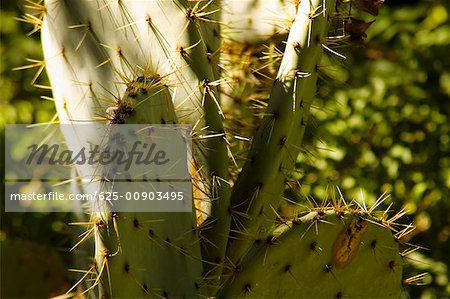 Close-up of a prickly pear cactus