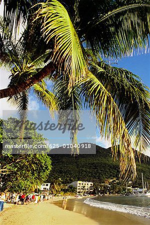 Beach scene with palm tree on the island of St. Maarten in the Caribbean.