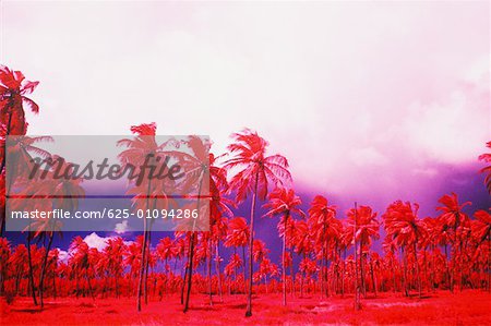 Low angle view of palm trees, Caribbean