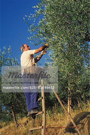 Side profile of a senior man harvesting crops in a farm, Italy