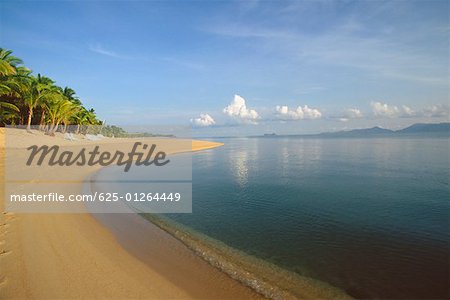 Trees on the beach, Ko Samui, Thailand