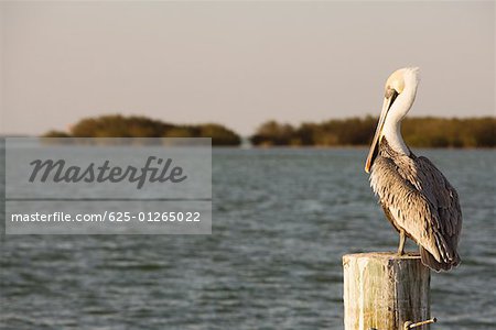 Rear view of a pelican perching on a wooden post