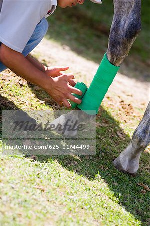 Side profile of a man rolling a bandage on a horse leg