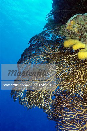 Close-up of Deep Water Gorgonian (Iciligorgia Schrammi) underwater Cozumel, Mexico