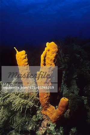 Close-up of Yellow Tube Sponge (Aplysina Fistularis) underwater, Cayman Islands, West Indies Close-up of Yellow Tube Sponge (Aplysina Fistularis) underwater, Cayman Islands, West Indies